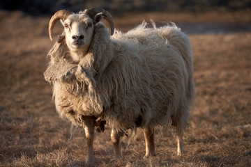 iceland sheep portrait