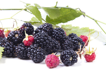 Forest blackberry bunch close