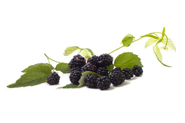 leaves a group of forest blackberries