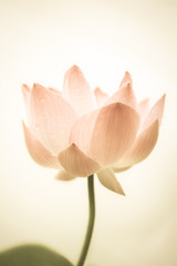 lotus rose doux dans une couleur douce et un style flou sur la texture du papier de mûrier