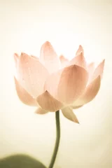 Papier Peint photo autocollant fleur de lotus lotus rose doux dans une couleur douce et un style flou sur la texture du papier de mûrier