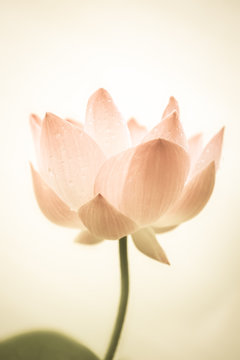 Fototapeta sweet pink lotus in soft color and blur style on mulberry paper texture  