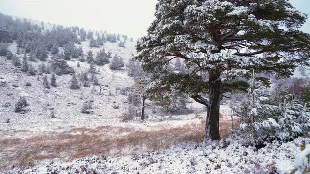 Snow flakes falling over a snow covered Scots Pine tree in the Glenmore Forest Park, Cairngorms in the Scottish Highlands in winter.