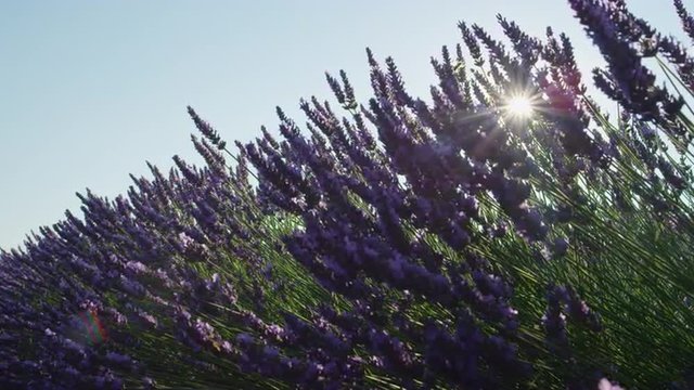 CLOSE UP SLOW  MOTION: Sun shining through blooming lavender flowers