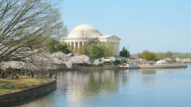4K Jefferson Memorial During Cherry Blossom Festival 4