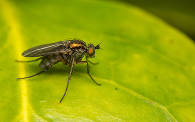 Macro photo of a Dolichopodidae fly, insect

