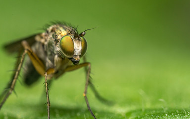Macro photo of a Dolichopodidae fly, insect

