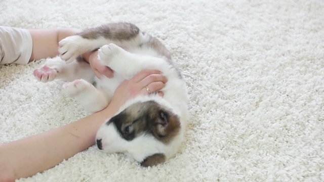 human hands and funny puppy on a bed, slow motion