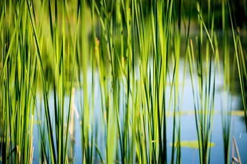 Foto op Canvas green reed abstract background © Pavlo Klymenko