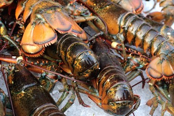 Lobster on ice for cooking.