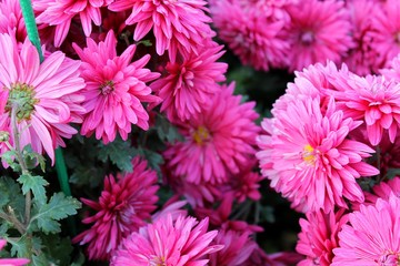 Pink chrysanthemums 