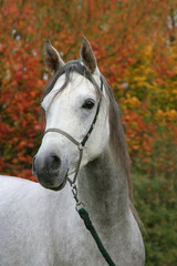 Autumn portrait of arabian horse