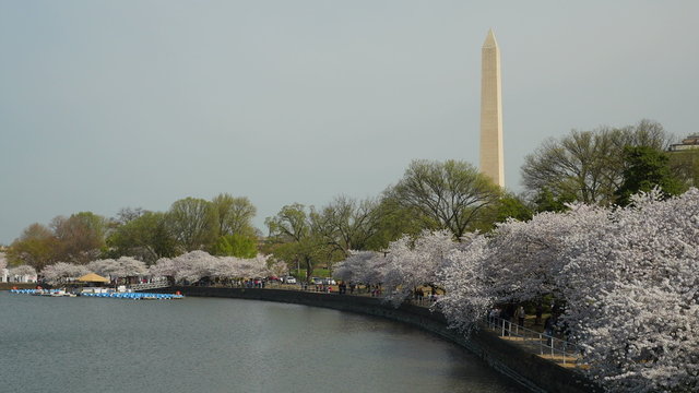 4K Tidal Basin Cherry Blossoms and Washington Monument 1