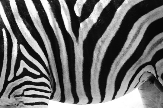 Fototapeta Zebra Texture