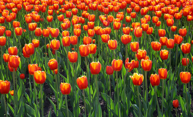 Field of bright orange-red tulips