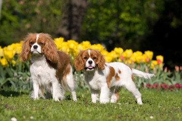 Portrait of two lovely Cavalier King Charles spaniel