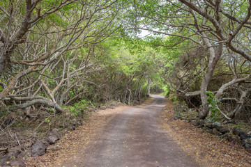 Fototapeta na wymiar Path leading through a forest on Isabela 