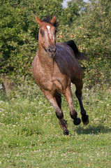Beautiful Appaloosa horse running on meadow