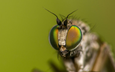 Macro photo of a Dolichopodidae fly, insect
