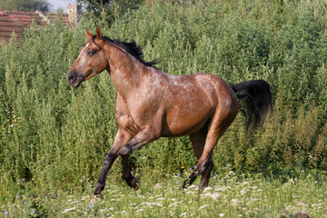 Beautiful Appaloosa horse running on meadow