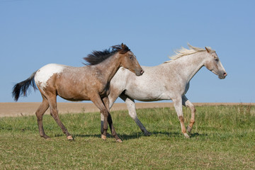 Obraz na płótnie Canvas Two beautiful Appaloosa horses running on meadow