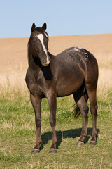 Beautiful appaloosa horse on meadow