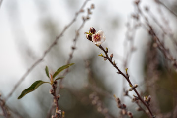 The first full-blown flower of almond