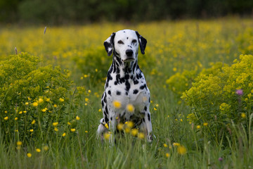 Portrait of nice dalmatian on meadow - obrazy, fototapety, plakaty
