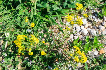 Wild chrysanthemum coronarium