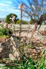 Asphodelus flower