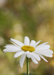 Close up of daisy head