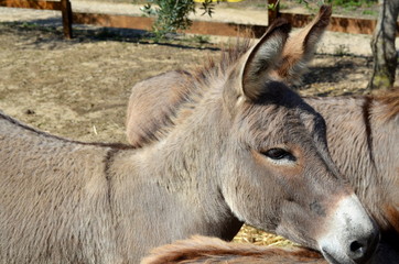 Donkey behind a wooden fence in Sardinia Italy