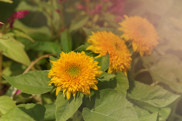 Sunflower is facing the sunlight.