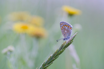Common blue
