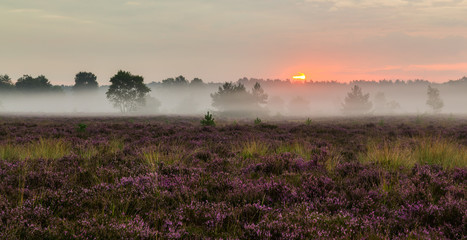Rucphense Heide