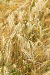 Detail of Corn Spikes in the summer Nature