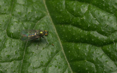 Obraz na płótnie Canvas Macro photo of a Dolichopodidae fly, insect 