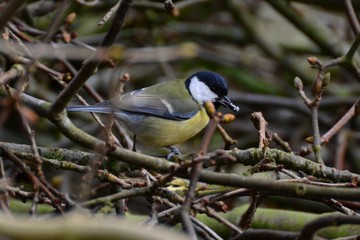 Kohlmeise mit Sonnenblumenkern im Schnabel