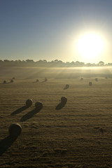 Hay rolls in a field meadow at sunrise sunset with sunbeams and fog on a farm ranch in the rural countryside