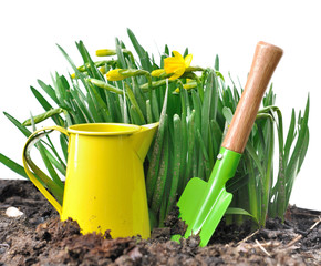 petits outils de jardinage colorés et narcisses 