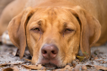 Rhodesian Ridgeback purebred domestic pet dog canine staring watching waiting looking focusing guarding with a serious thoughtful intelligent expression