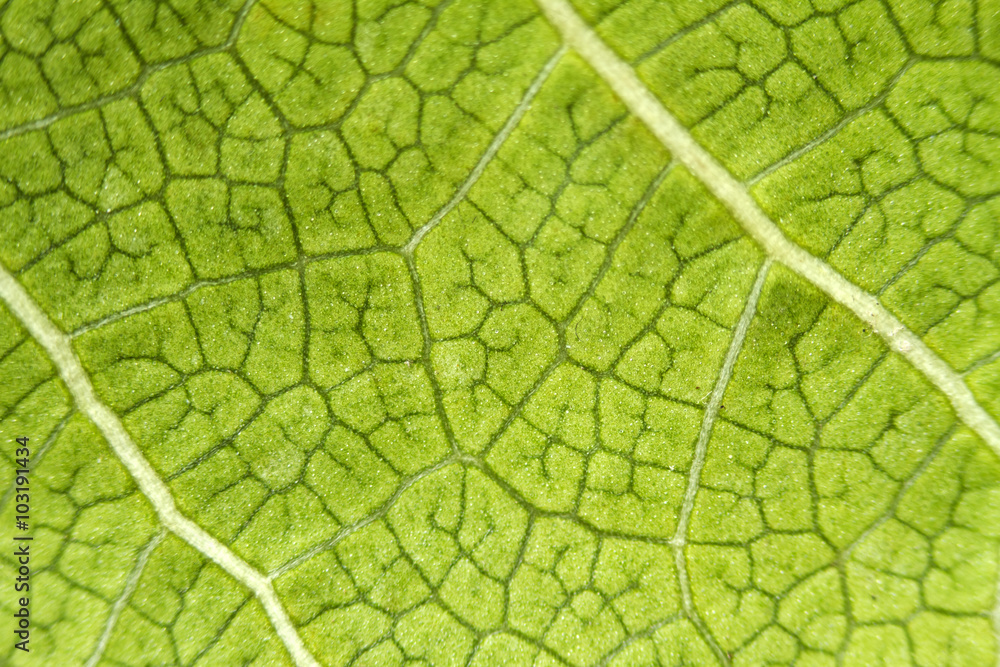 Poster leaf texture for pattern and background.