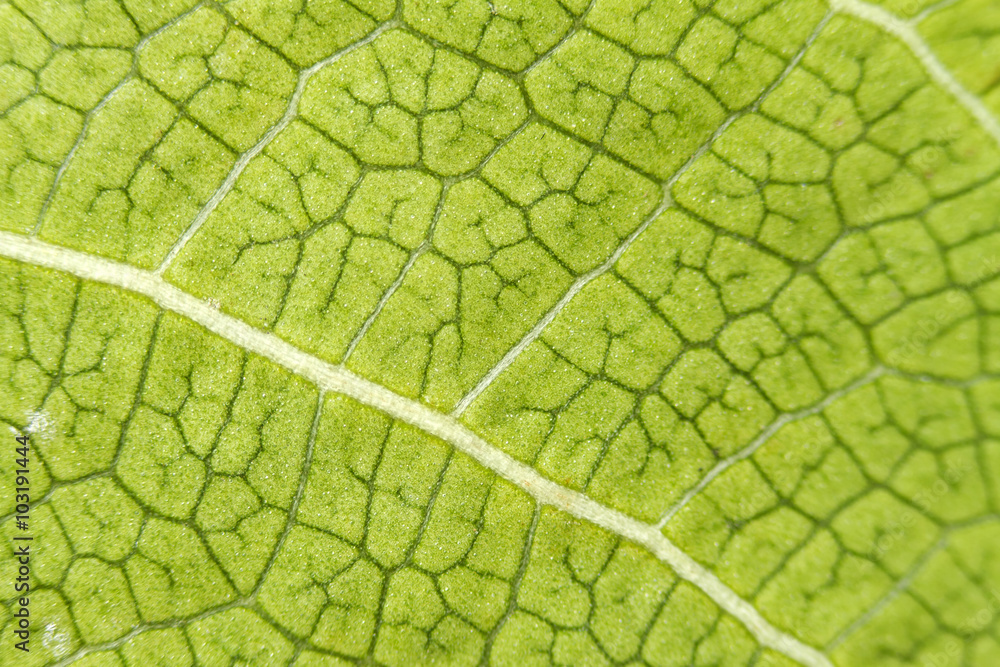Poster leaf texture for pattern and background.