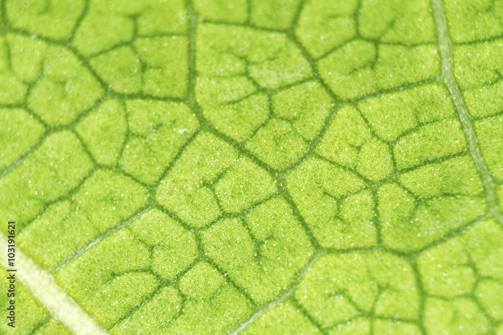 Poster leaf texture for pattern and background.