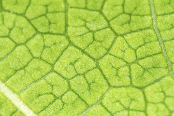  leaf texture for pattern and background.