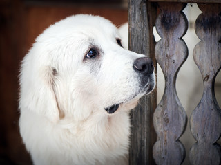 Portrait of Tatra Shepherd Dog