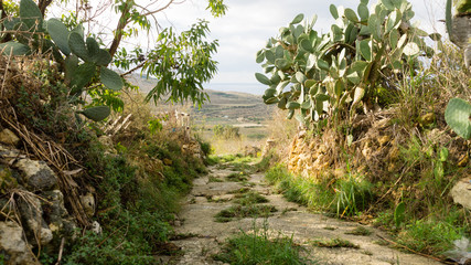 Fototapeta na wymiar Countryside view Gozo