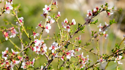 An almond flowers in spring