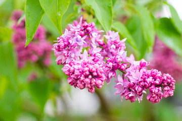 pink lilac with green leaves