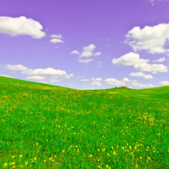 Meadows of Tuscany